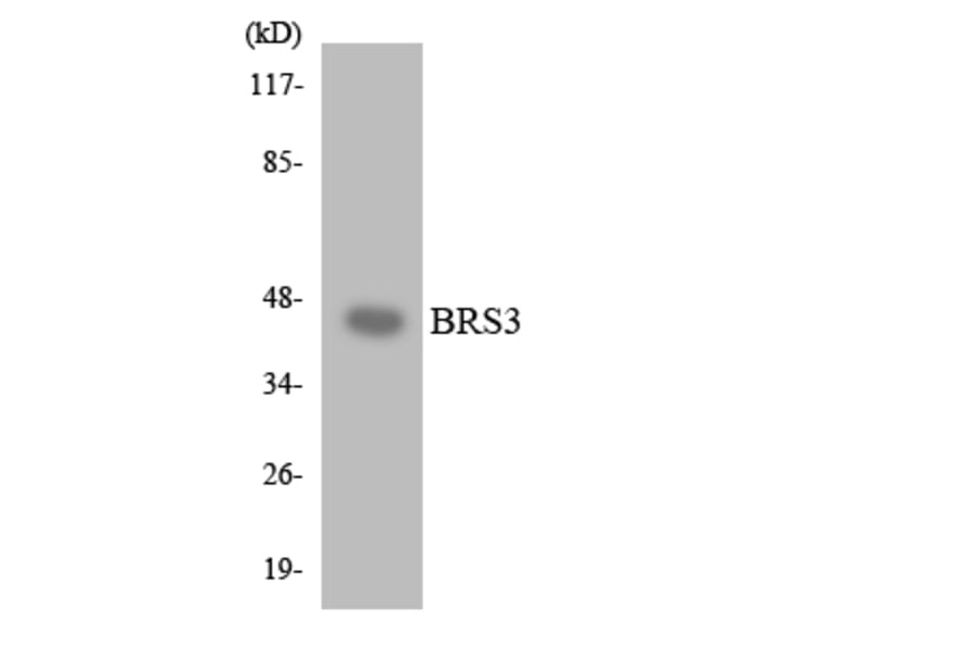 Western Blot - Anti-BRS3 Antibody (R12-2547) - Antibodies.com