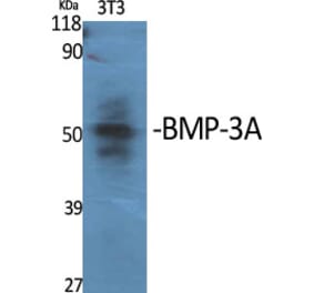 Western Blot - Anti-BMP3 Antibody (C14760) - Antibodies.com