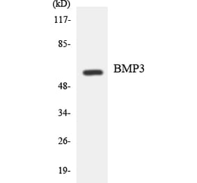 Western Blot - Anti-BMP3 Antibody (R12-2544) - Antibodies.com