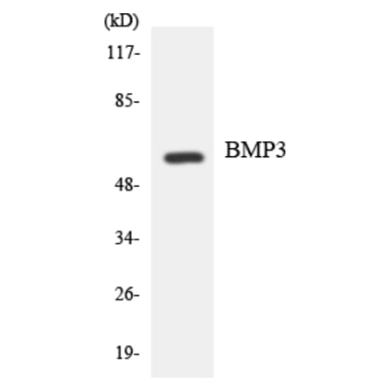 Western Blot - Anti-BMP3 Antibody (R12-2544) - Antibodies.com