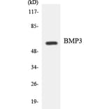 Western Blot - Anti-BMP3 Antibody (R12-2544) - Antibodies.com