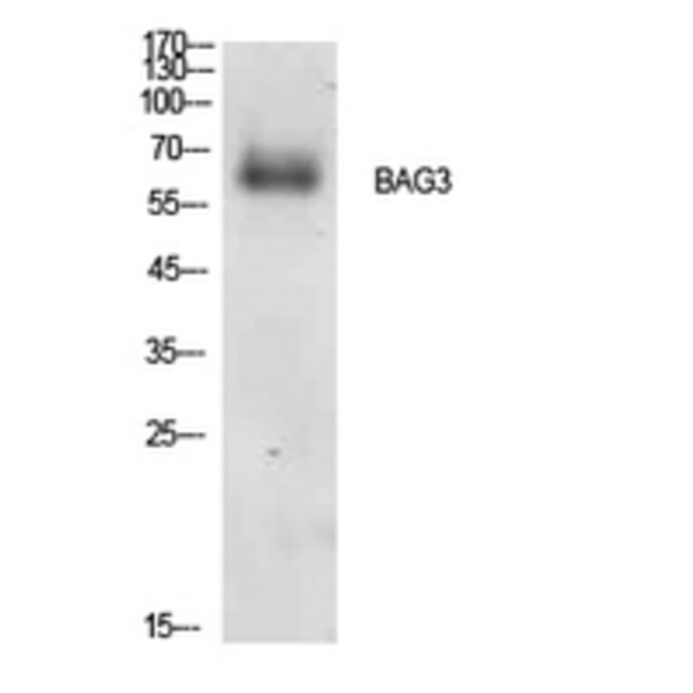 Western Blot - Anti-BAG3 Antibody (C30035) - Antibodies.com