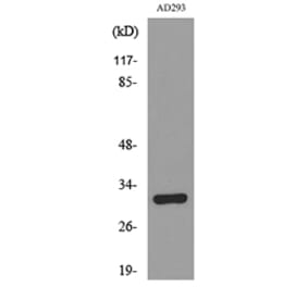 Western Blot - Anti-BAG1 Antibody (C30051) - Antibodies.com