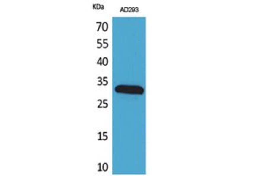 Western Blot - Anti-BAG1 Antibody (C30051) - Antibodies.com