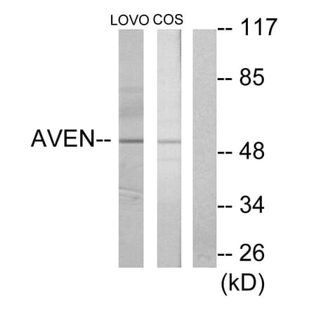 Western Blot - Anti-AVEN Antibody (C12070) - Antibodies.com