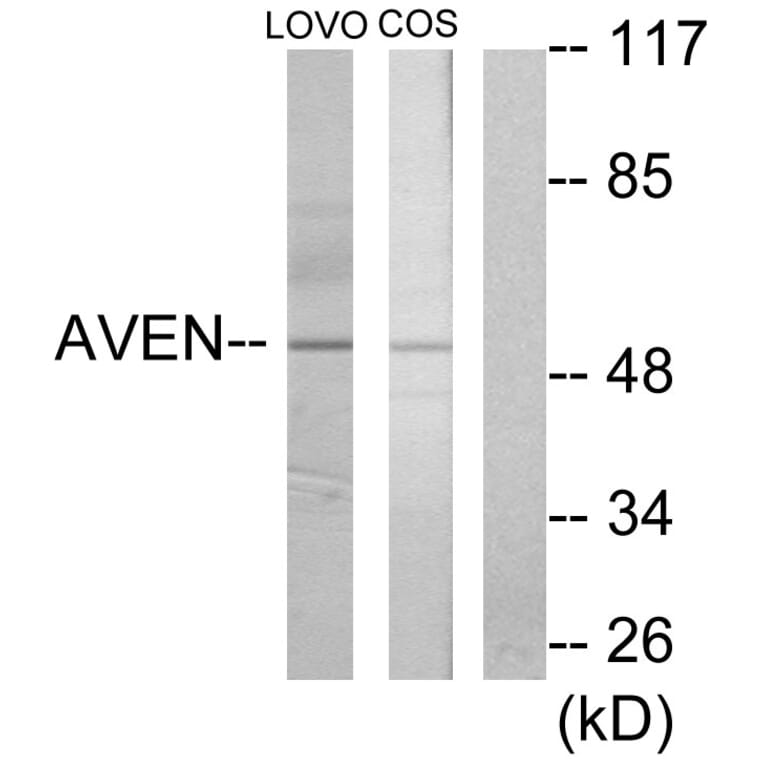 Western Blot - Anti-AVEN Antibody (C12070) - Antibodies.com