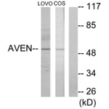 Western Blot - Anti-AVEN Antibody (C12070) - Antibodies.com
