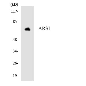 Western blot analysis of the lysates from HepG2 cells using Anti-ARSI Antibody.