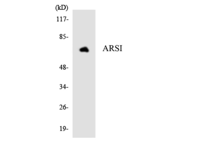 Western Blot - Anti-ARSI Antibody (R12-2511) - Antibodies.com