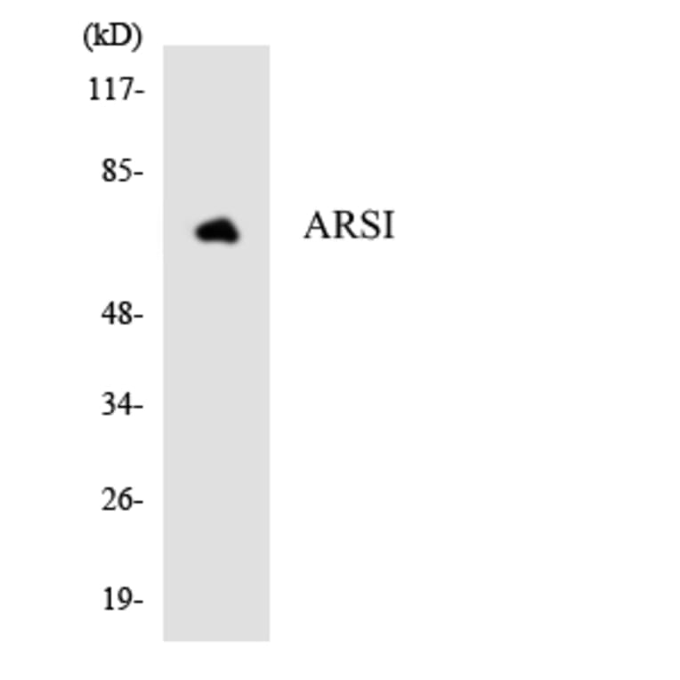 Western Blot - Anti-ARSI Antibody (R12-2511) - Antibodies.com
