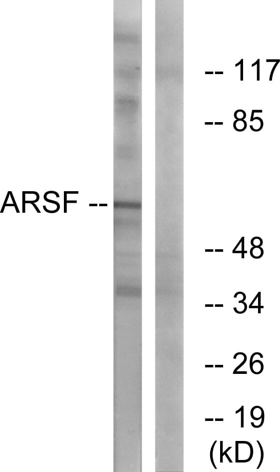 Western blot analysis of lysates from COS7 cells using Anti-ARSF Antibody. The right hand lane represents a negative control, where the antibody is blocked by the immunising peptide.