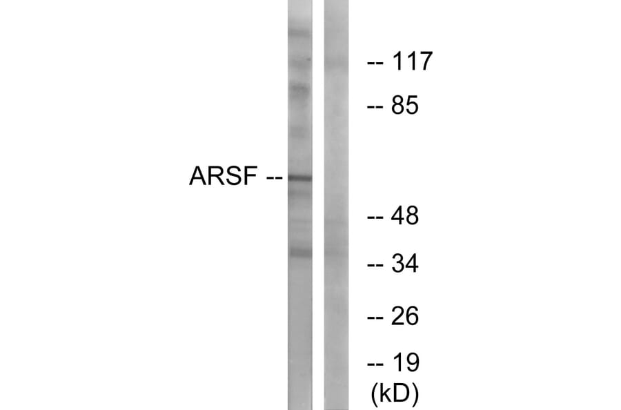 Western Blot - Anti-ARSF Antibody (C14568) - Antibodies.com