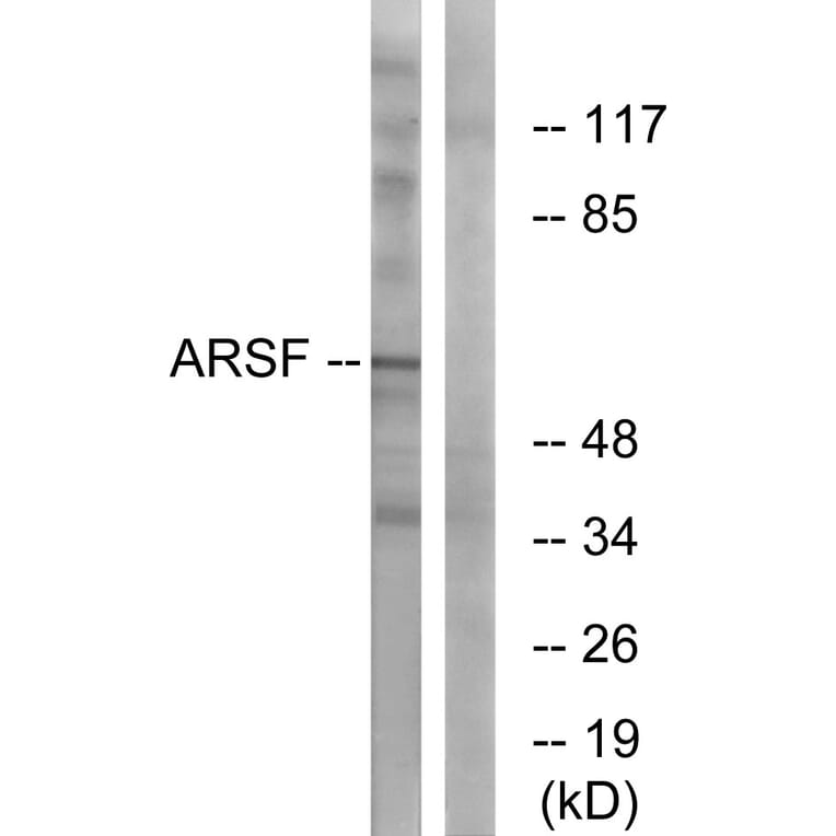 Western Blot - Anti-ARSF Antibody (C14568) - Antibodies.com
