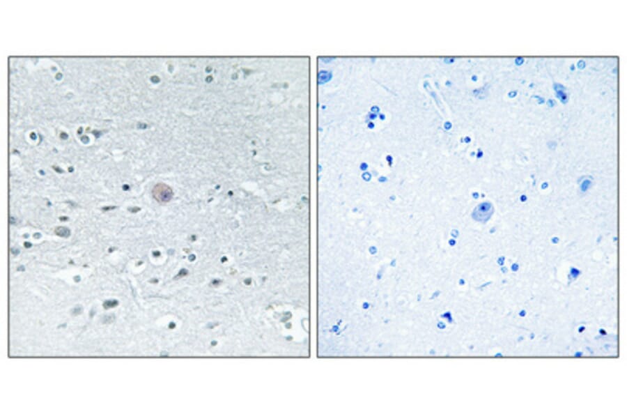 Immunohistochemistry - Anti-ARSF Antibody (C14568) - Antibodies.com