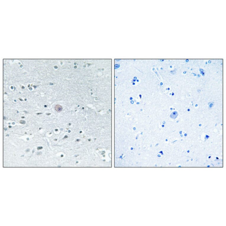 Immunohistochemistry - Anti-ARSF Antibody (C14568) - Antibodies.com