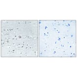 Immunohistochemistry - Anti-ARSF Antibody (C14568) - Antibodies.com