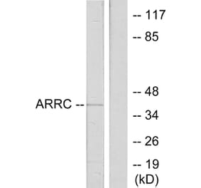 Western Blot - Anti-ARRC Antibody (C12058) - Antibodies.com