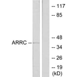 Western Blot - Anti-ARRC Antibody (C12058) - Antibodies.com