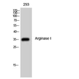 Western Blot - Anti-ARG1 Antibody (C14559) - Antibodies.com