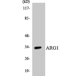 Western Blot - Anti-ARG1 Antibody (R12-2501) - Antibodies.com
