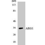 Western Blot - Anti-ARG1 Antibody (R12-2501) - Antibodies.com