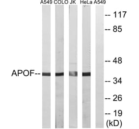 Western Blot - Anti-APOF Antibody (C14533) - Antibodies.com