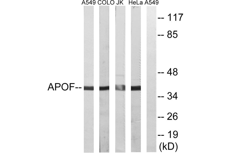 Western Blot - Anti-APOF Antibody (C14533) - Antibodies.com