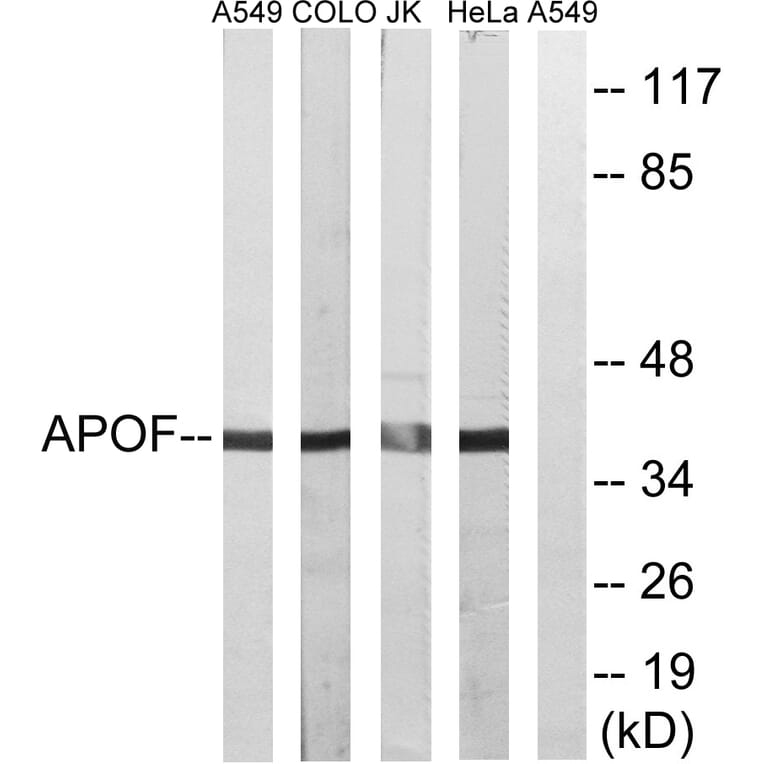 Western Blot - Anti-APOF Antibody (C14533) - Antibodies.com