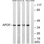 Western Blot - Anti-APOF Antibody (C14533) - Antibodies.com