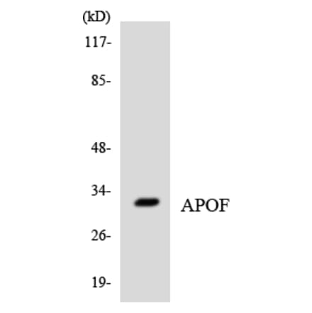 Western Blot - Anti-APOF Antibody (R12-2495) - Antibodies.com
