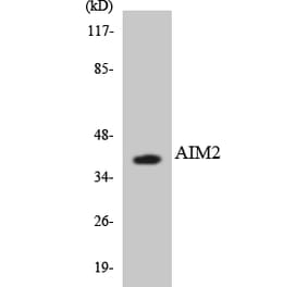 Western Blot - Anti-AIM2 Antibody (R12-2469) - Antibodies.com