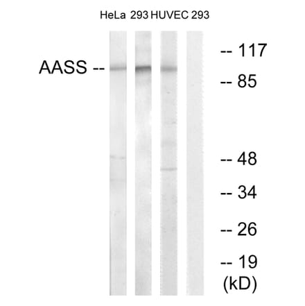 Western Blot - Anti-AASS Antibody (C14422) - Antibodies.com