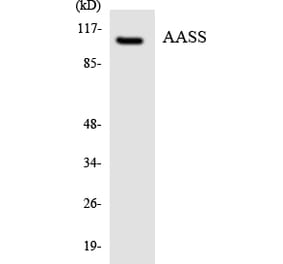 Western Blot - Anti-AASS Antibody (R12-2424) - Antibodies.com