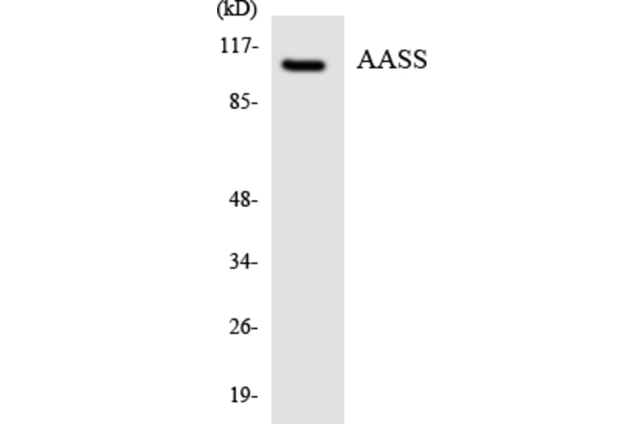 Western Blot - Anti-AASS Antibody (R12-2424) - Antibodies.com