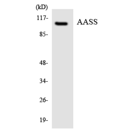 Western Blot - Anti-AASS Antibody (R12-2424) - Antibodies.com