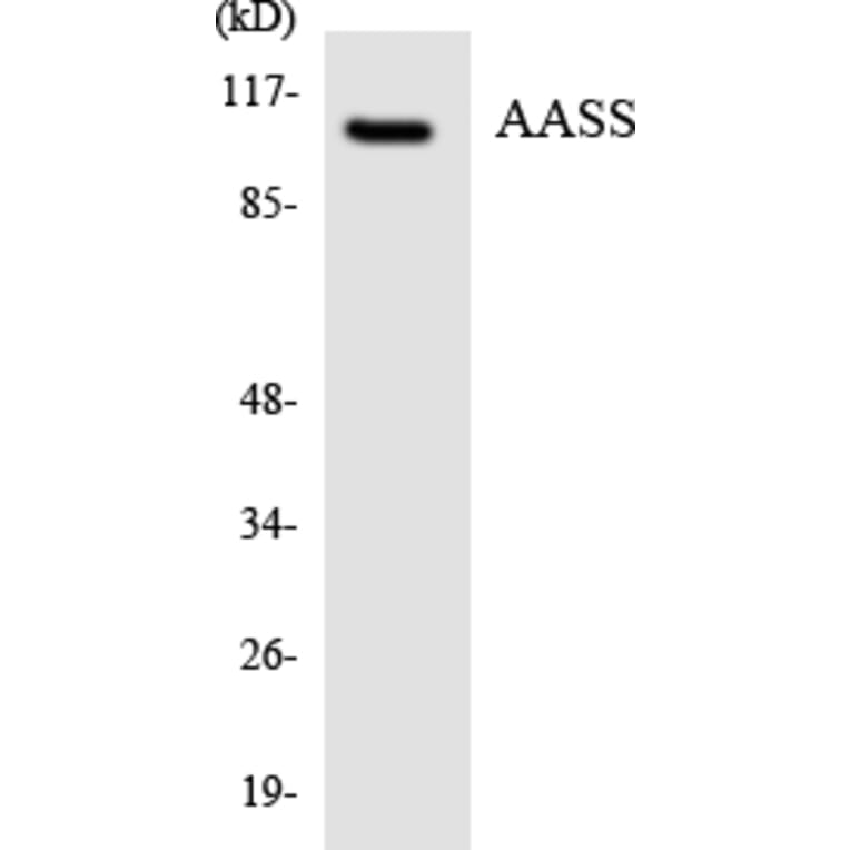 Western Blot - Anti-AASS Antibody (R12-2424) - Antibodies.com