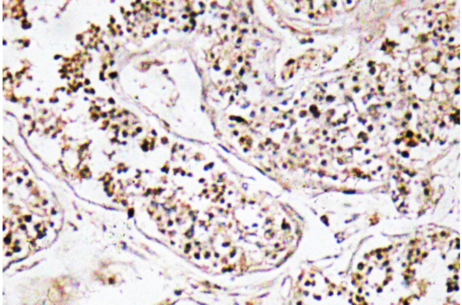 Immunohistochemistry - Anti-VIP Antibody (R12-2412) - Antibodies.com