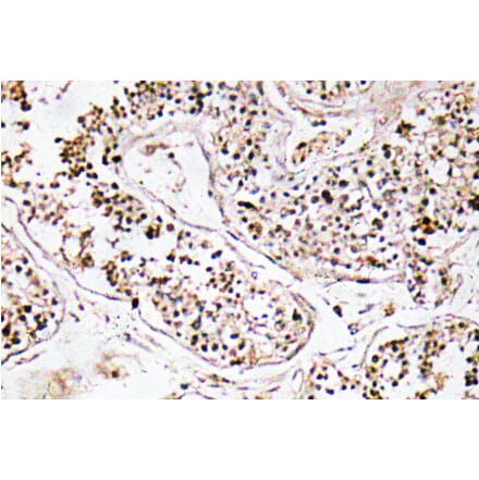 Immunohistochemistry - Anti-VIP Antibody (R12-2412) - Antibodies.com