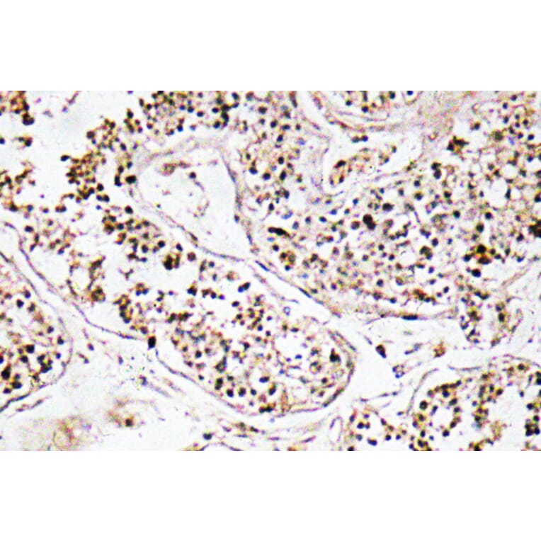 Immunohistochemistry - Anti-VIP Antibody (R12-2412) - Antibodies.com