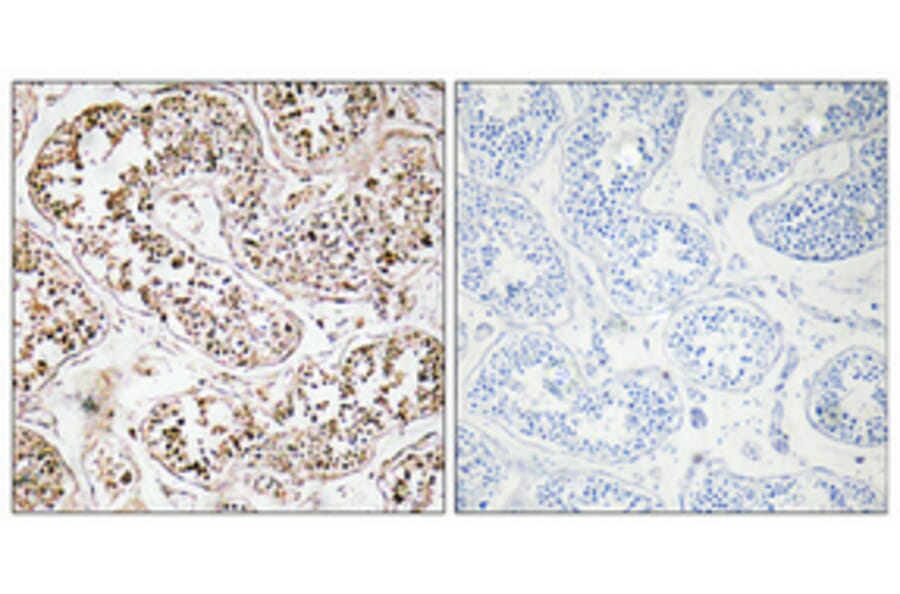 Immunohistochemistry - Anti-VIP Antibody (R12-2412) - Antibodies.com