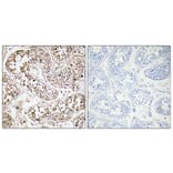 Immunohistochemistry - Anti-VIP Antibody (R12-2412) - Antibodies.com