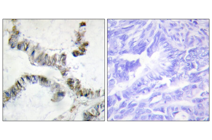 Immunohistochemistry - Anti-SMF Antibody (C10917) - Antibodies.com