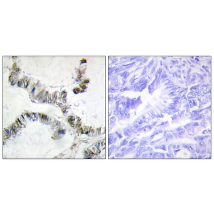 Immunohistochemistry - Anti-SMF Antibody (C10917) - Antibodies.com