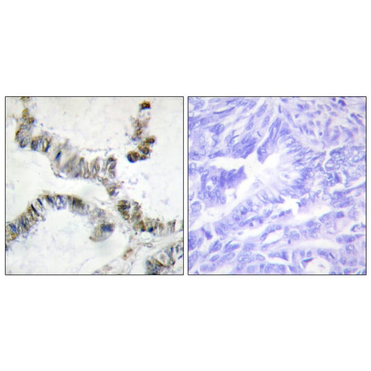 Immunohistochemistry - Anti-SMF Antibody (C10917) - Antibodies.com