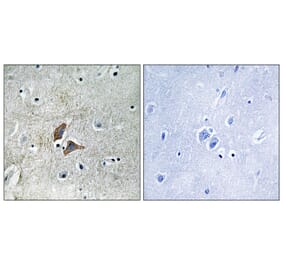 Immunohistochemistry - Anti-OMG Antibody (C17547) - Antibodies.com