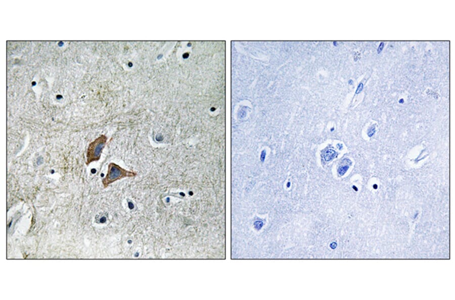 Immunohistochemistry - Anti-OMG Antibody (C17547) - Antibodies.com