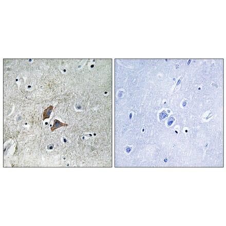 Immunohistochemistry - Anti-OMG Antibody (C17547) - Antibodies.com