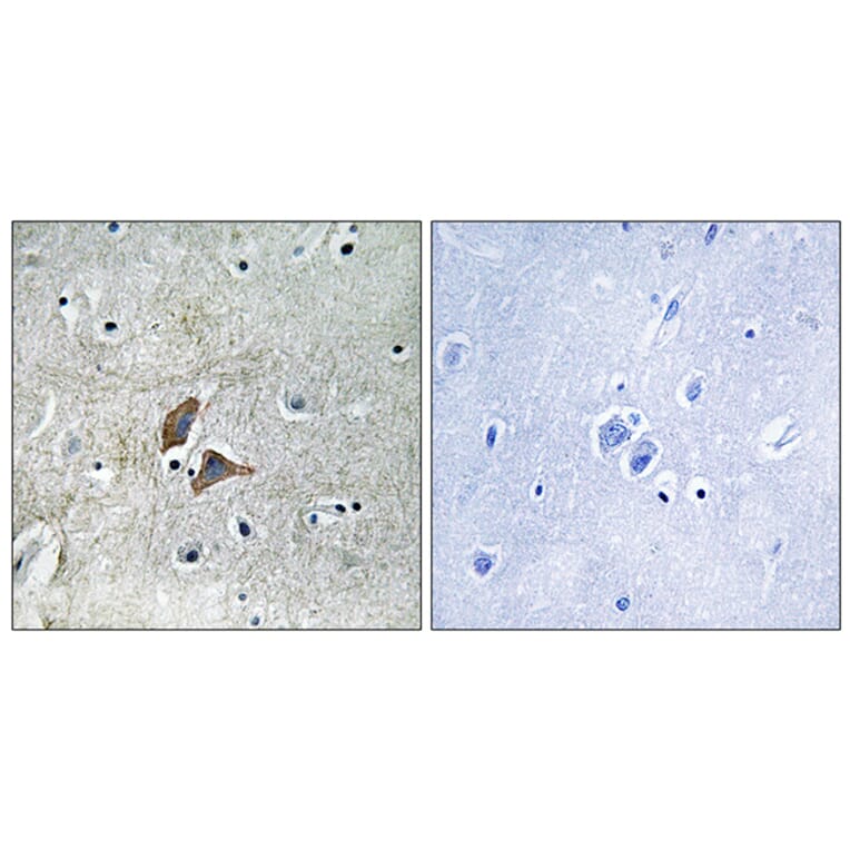 Immunohistochemistry - Anti-OMG Antibody (C17547) - Antibodies.com