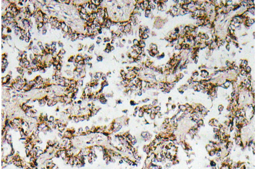 Immunohistochemistry - Anti-CRF Antibody (R12-2103) - Antibodies.com