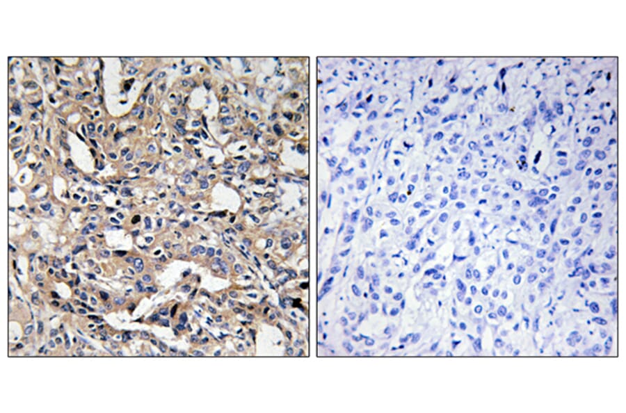 Immunohistochemistry - Anti-BAX Antibody (C13028) - Antibodies.com